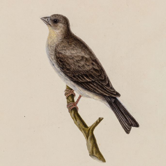 A Study of a Female Crimson-Browed Finch, Carpodacus subhimachalus | MasterArt